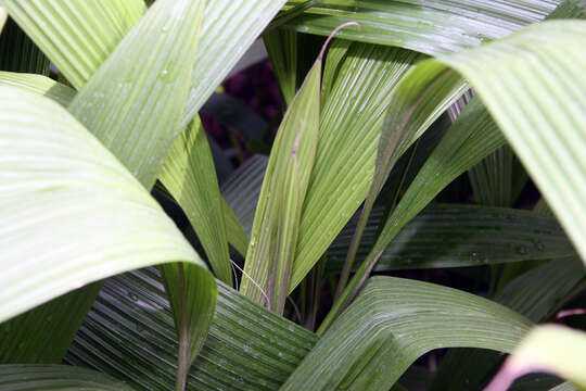 Image of Palm-Grass