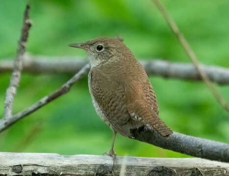 Image of House Wren