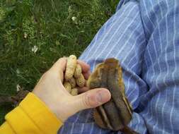 Image of Siberian Chipmunk