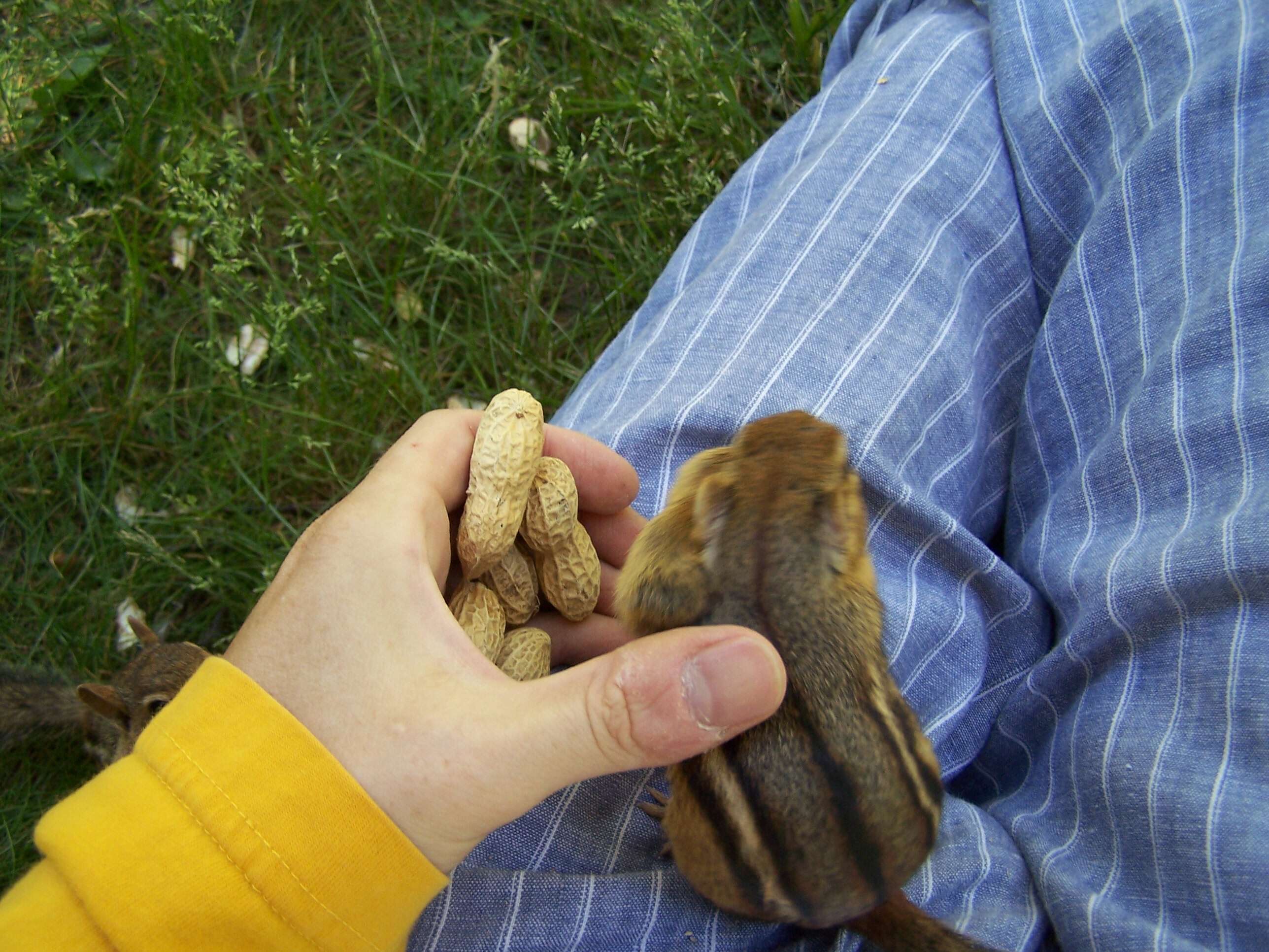 Image of Siberian Chipmunk