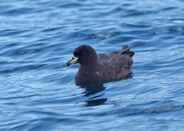 Image of Westland Black Petrel