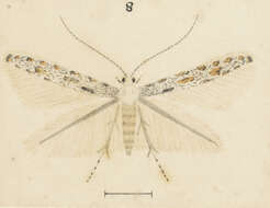 Image of Batrachedra psithyra Meyrick 1888