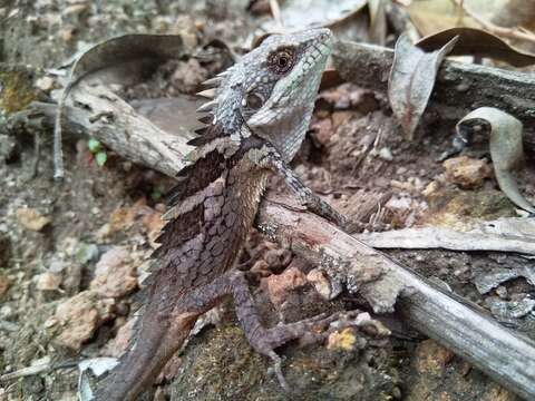 Image of Anaimalai Spiny Lizard