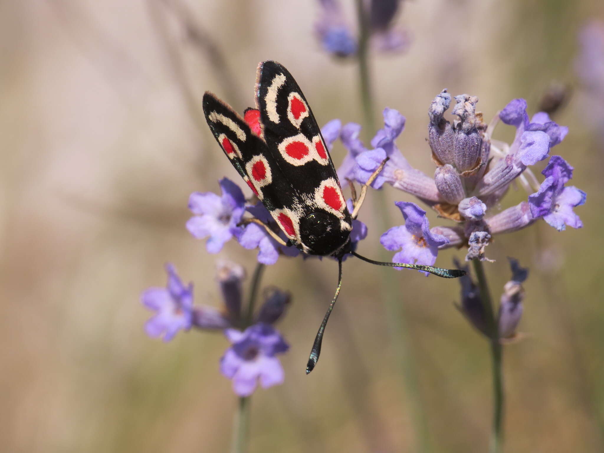 Plancia ëd Zygaena occitanica Villers 1789