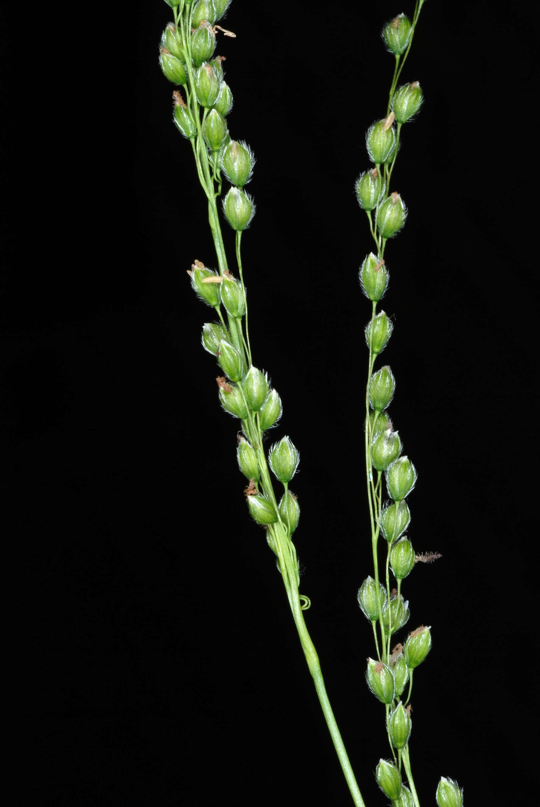 Image of Anthenantia villosa