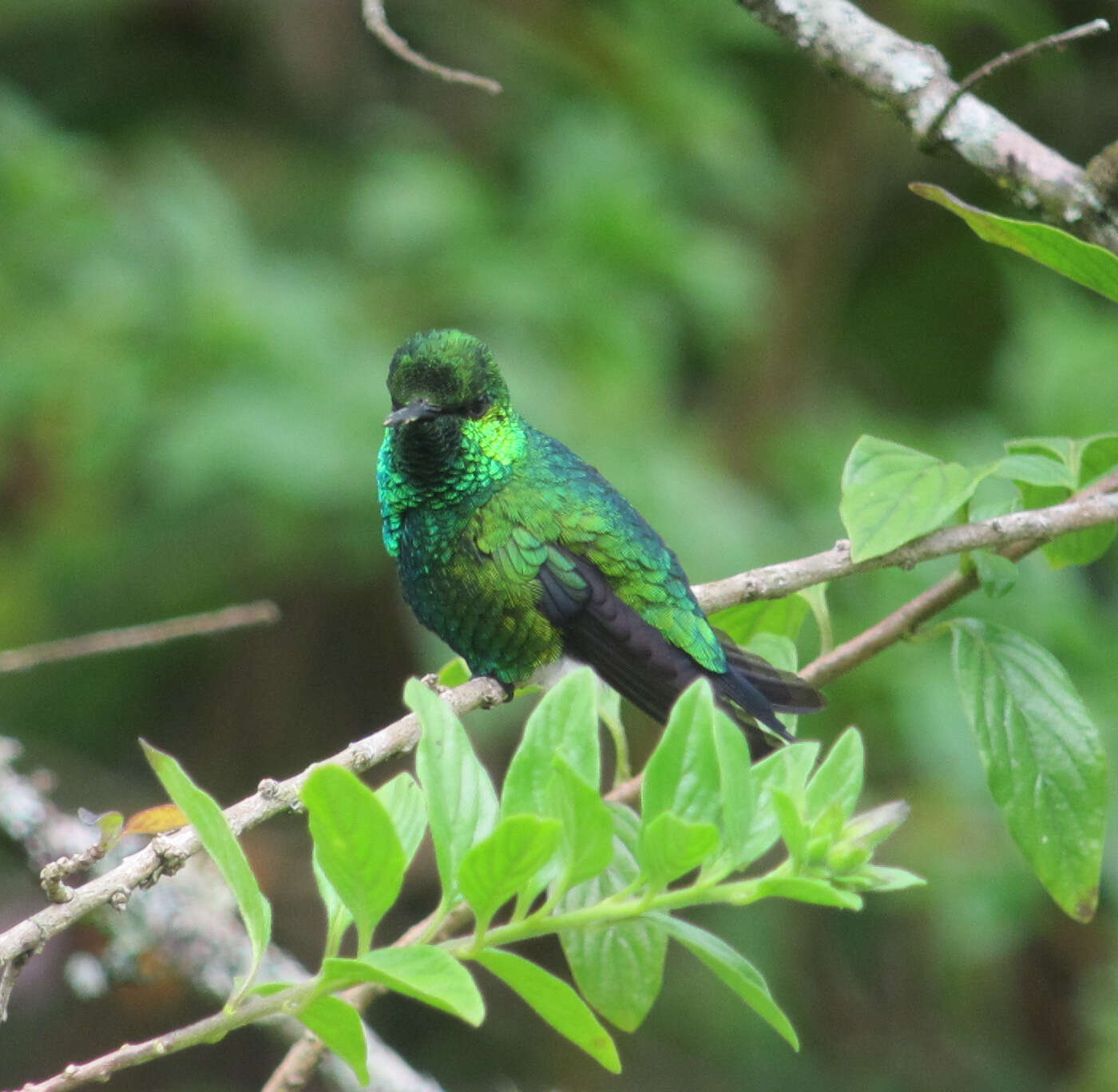 Image of Western Emerald