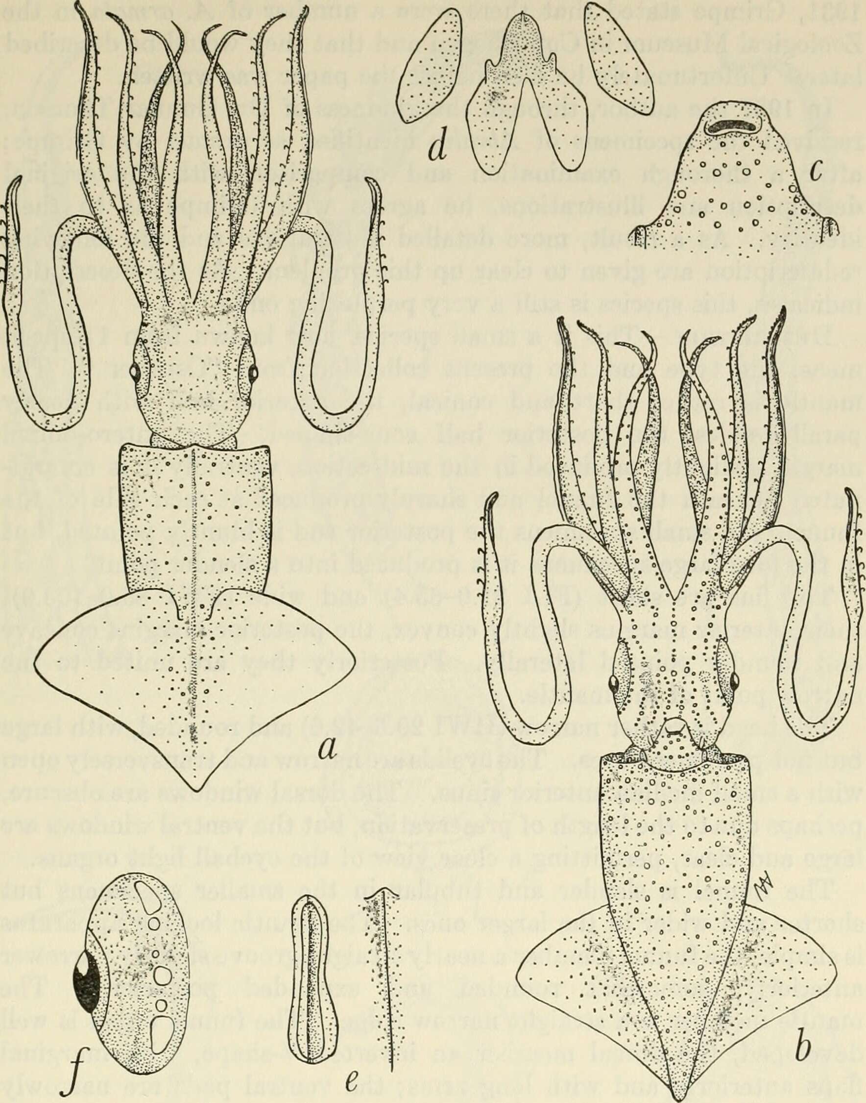 Image de Enoploteuthidae Pfeffer 1900