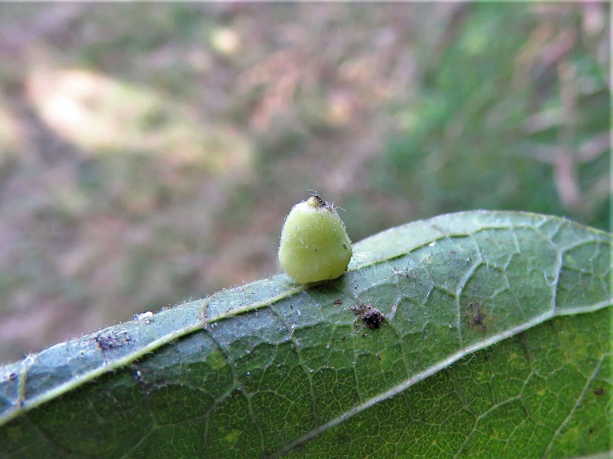 Image of Lasiopteridi