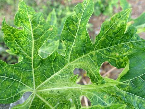 Image of Papaya ringspot virus