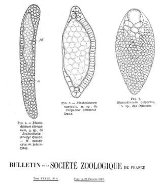 صورة Dinophyceae