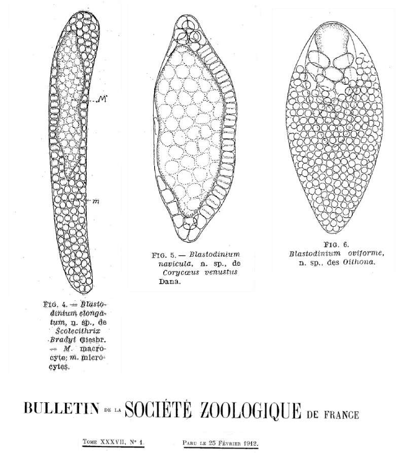 صورة Dinophyceae