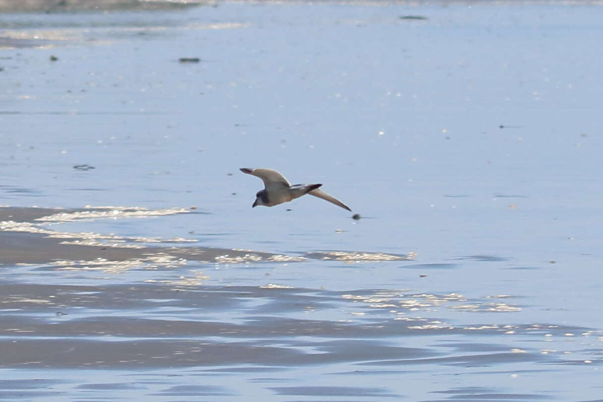 Image of Broad-billed Prion