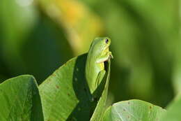 Image of American Green Treefrog