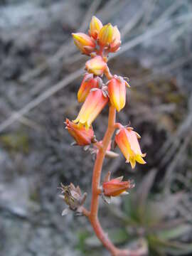 Image of echeveria