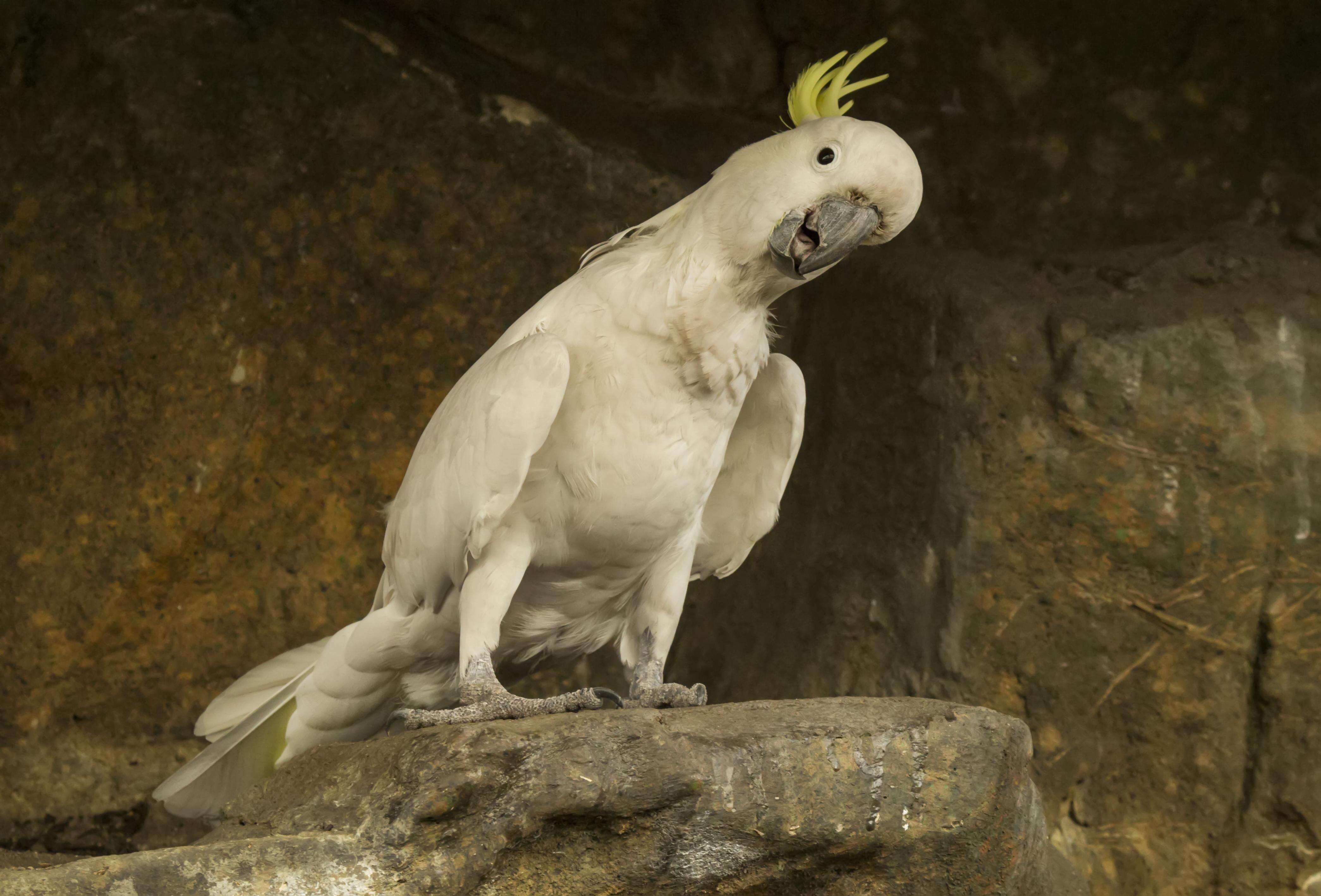 Image of Sulphur-crested Cockatoo