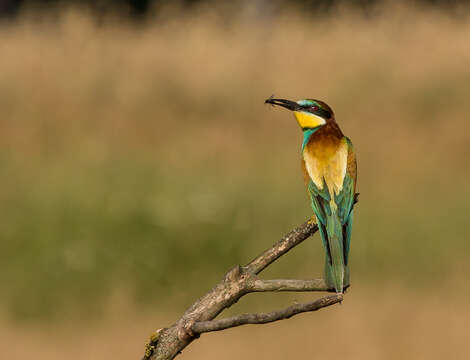 Image of bee-eater, european bee-eater