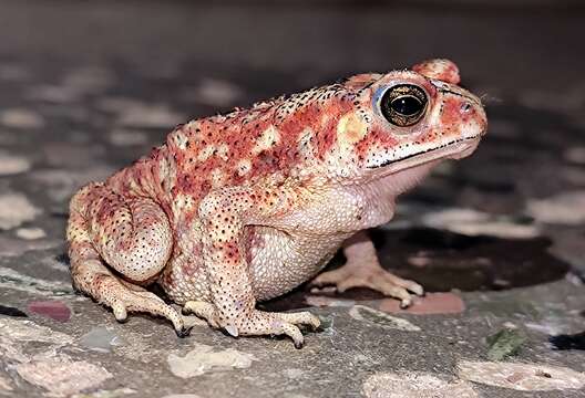 Image of Asian black-spined toad