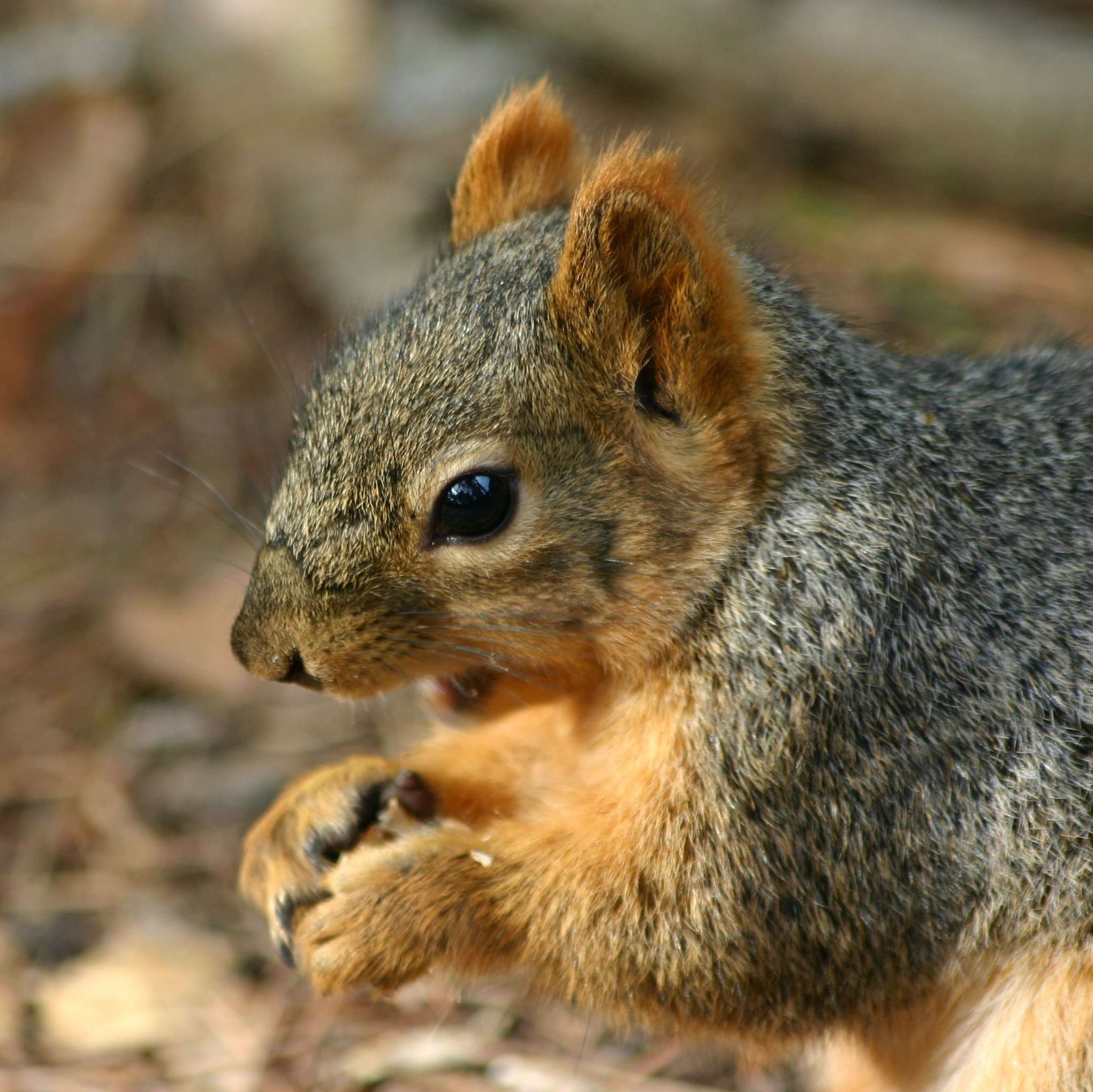 Image of Sciurus subgen. Sciurus Linnaeus 1758