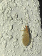 Image of brown lacewings