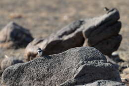 Image of White-fronted Chat