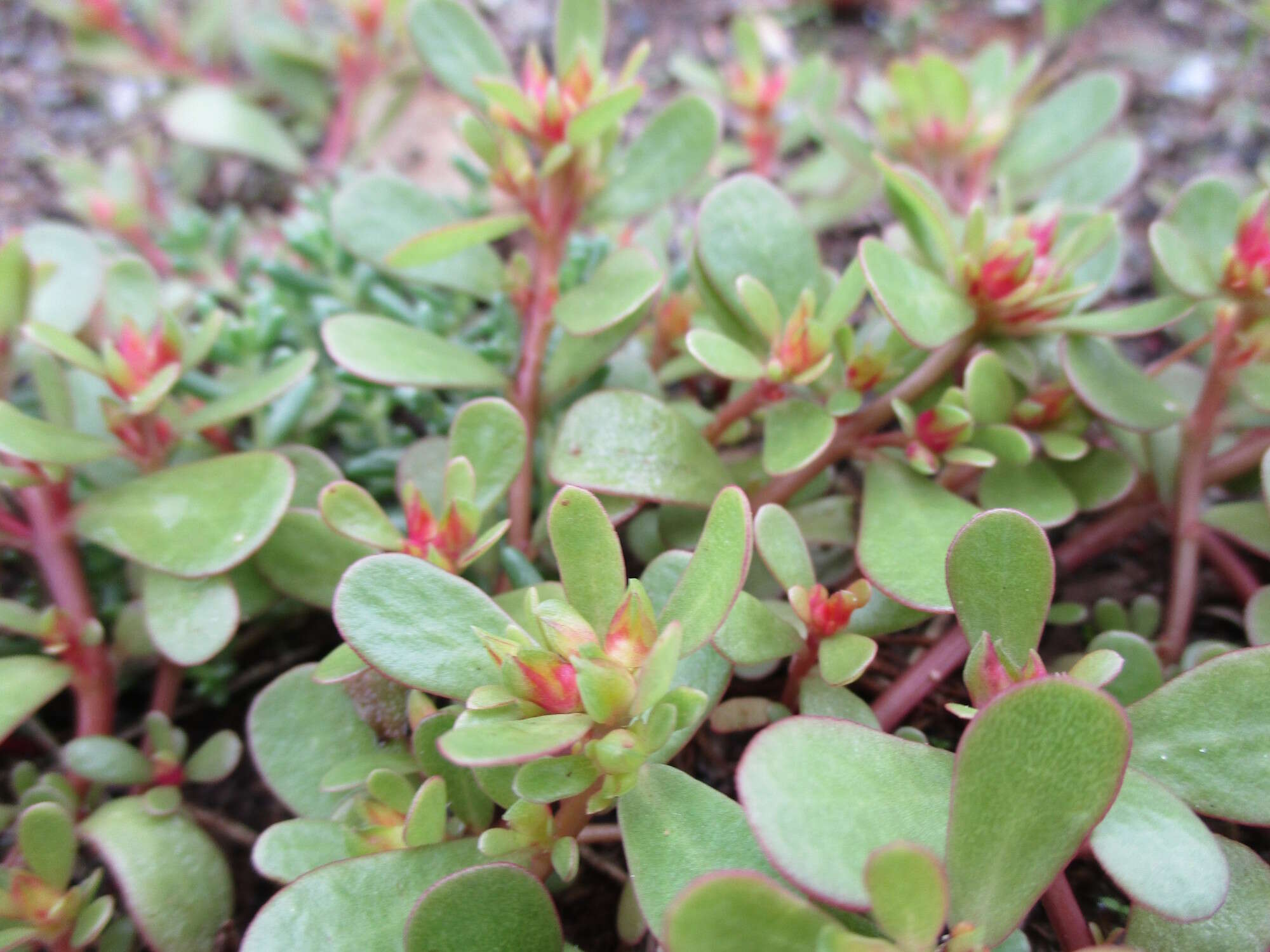 Image of common purslane