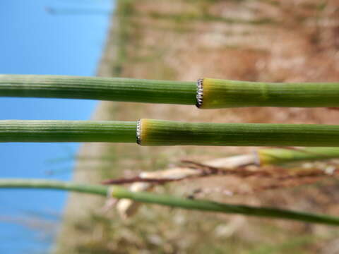 Image of smooth horsetail