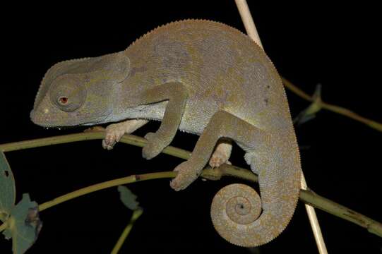 Image of Common African Flap-necked Chameleon