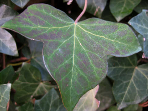 Image of English ivy