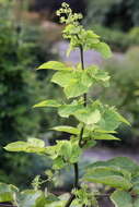 Image of American spikenard