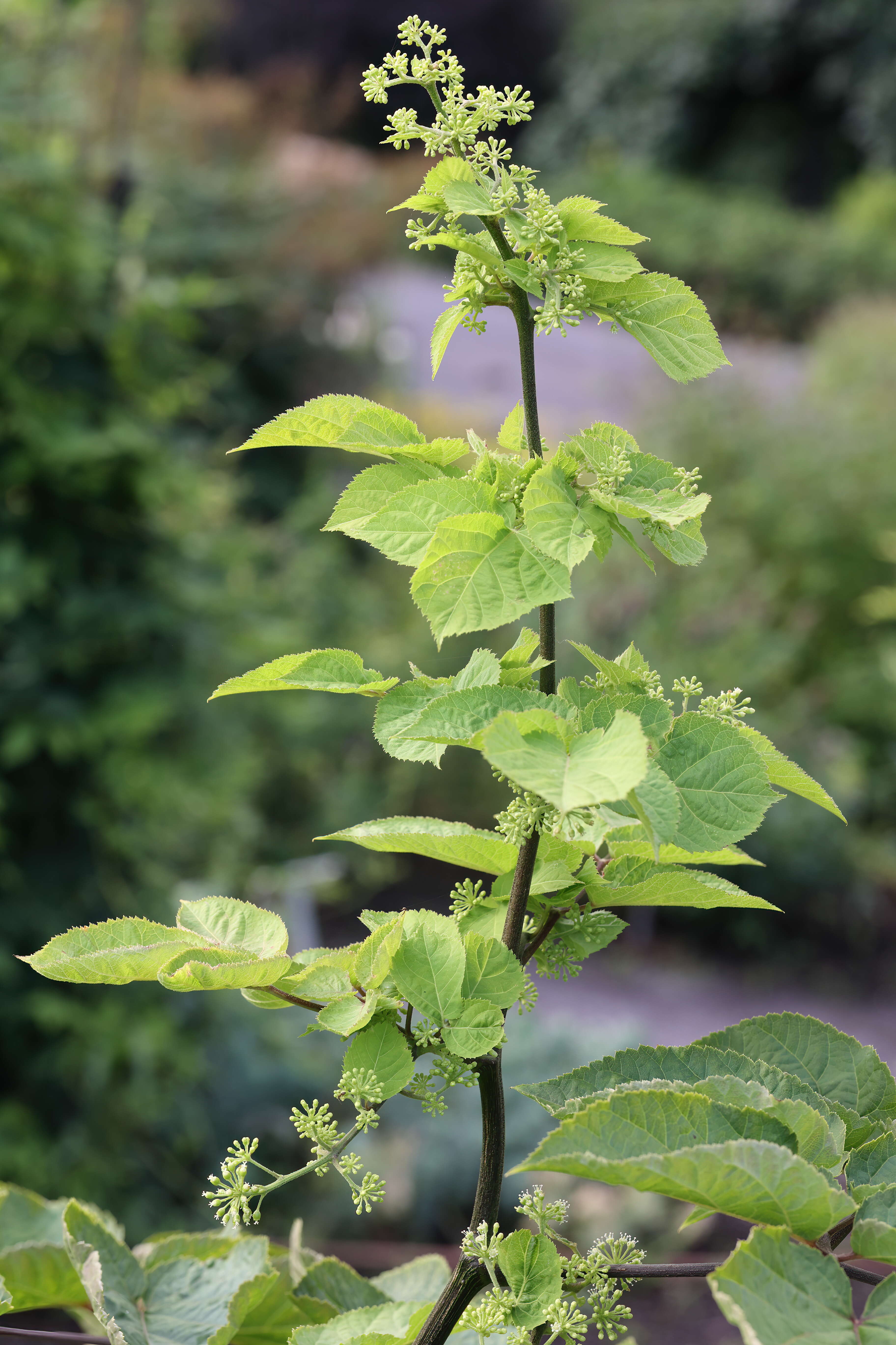 Image of American spikenard