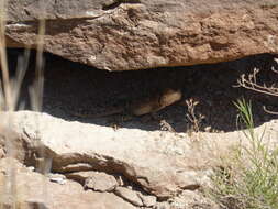 Image of Eastern Collared Lizard