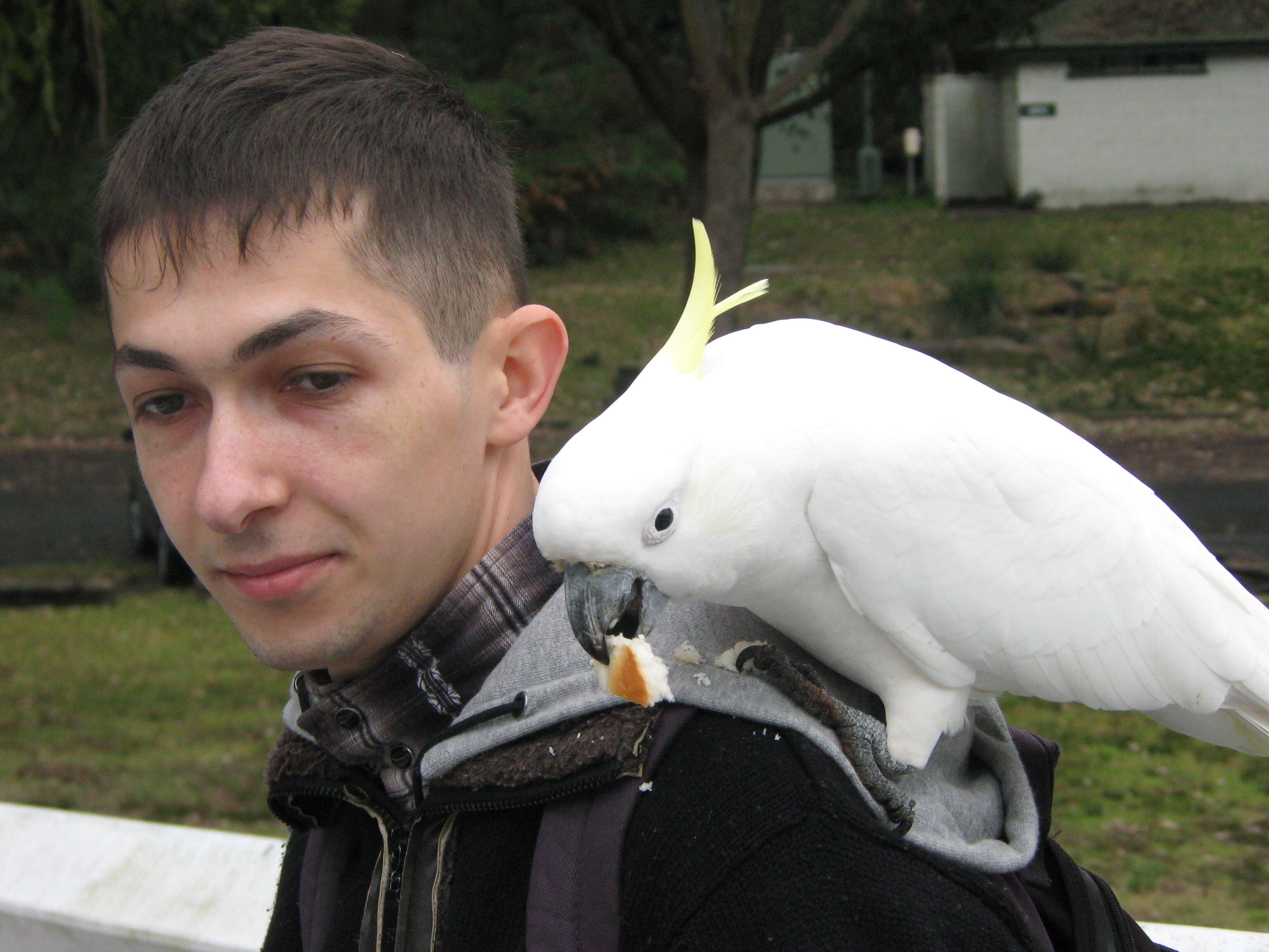 Image of Sulphur-crested Cockatoo