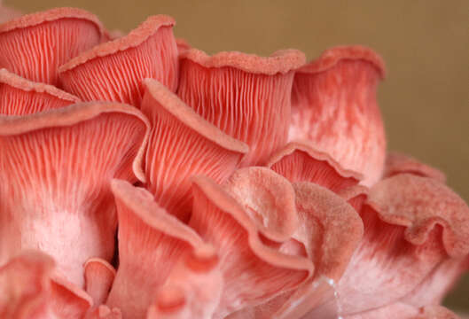 Image of Pleurotus djamor (Rumph. ex Fr.) Boedijn 1959