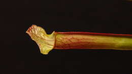 Image of crimson pitcherplant