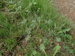 Image of common buttercup