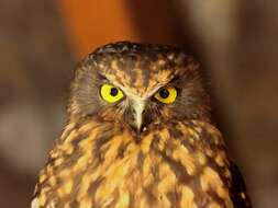 Image of Morepork