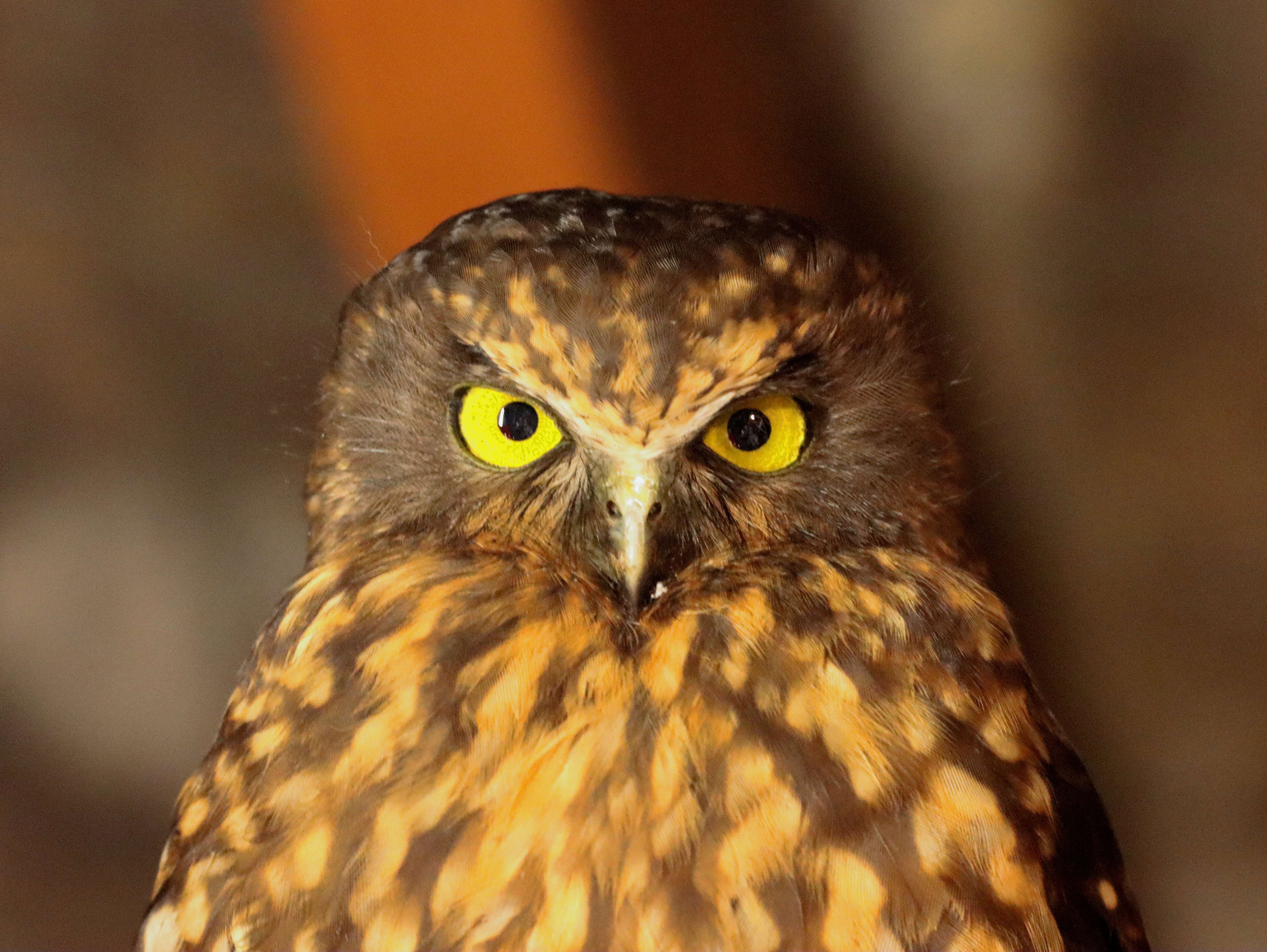 Image of Morepork