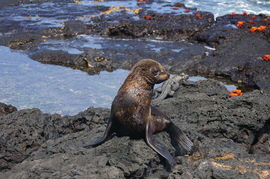 Image de Arctocéphale des Galapagos