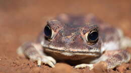 Image of Asian black-spined toad