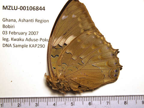 Imagem de Charaxes bipunctatus Rothschild 1894