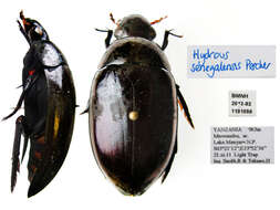 Image of Hydrophilus