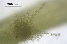 Image of Bifid Crestwort