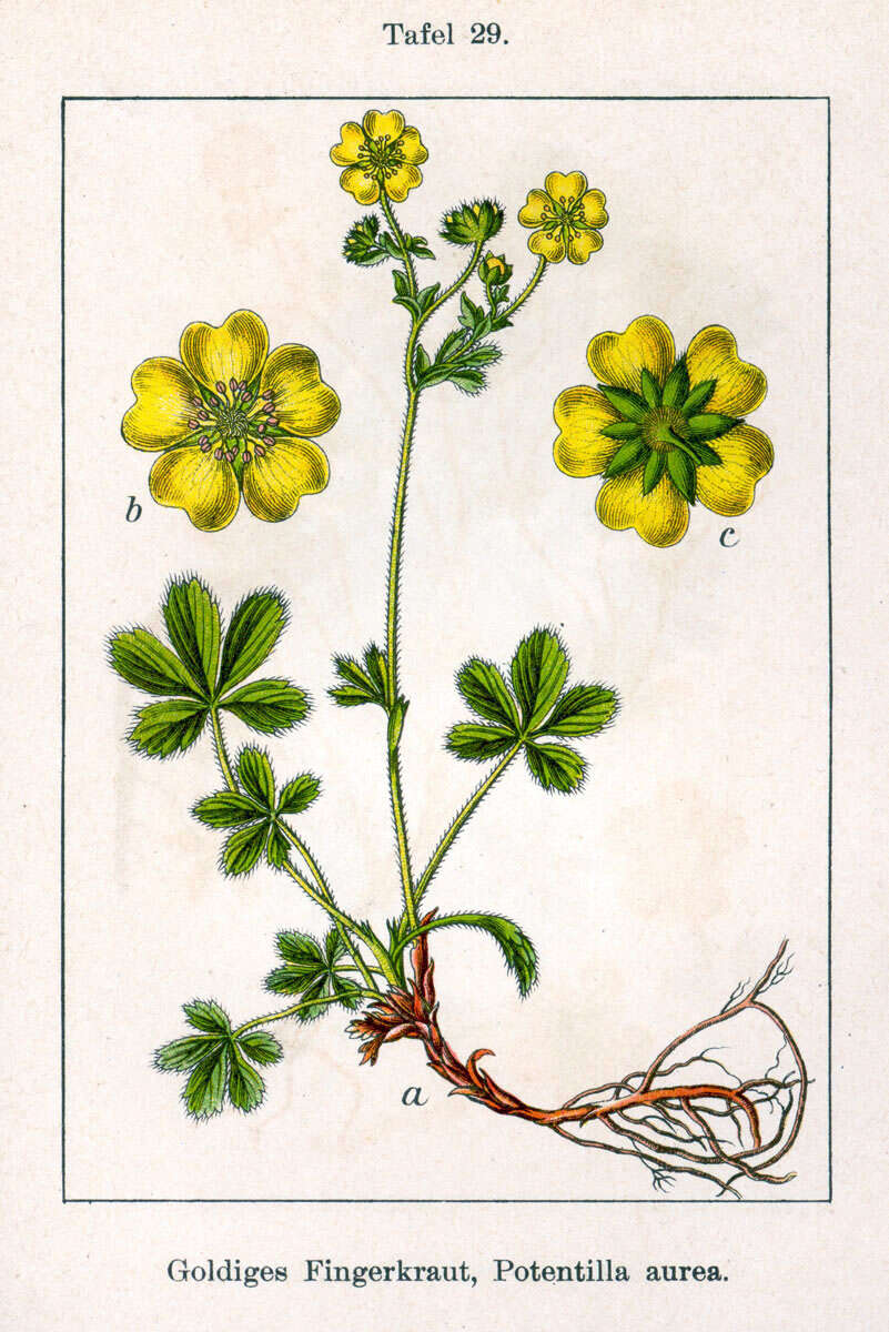 Image of Potentilla aurea L.