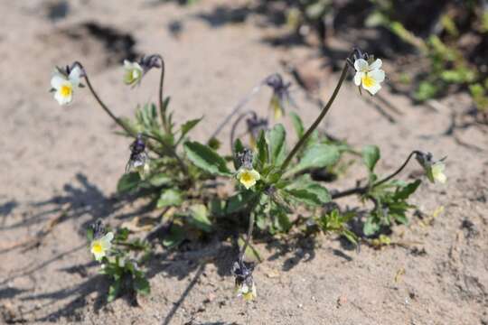 Слика од Viola arvensis Murray