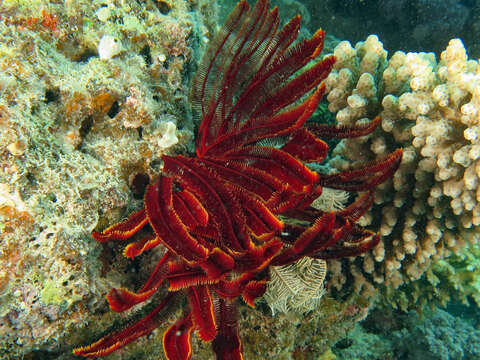 Image of Strong arm crinoid