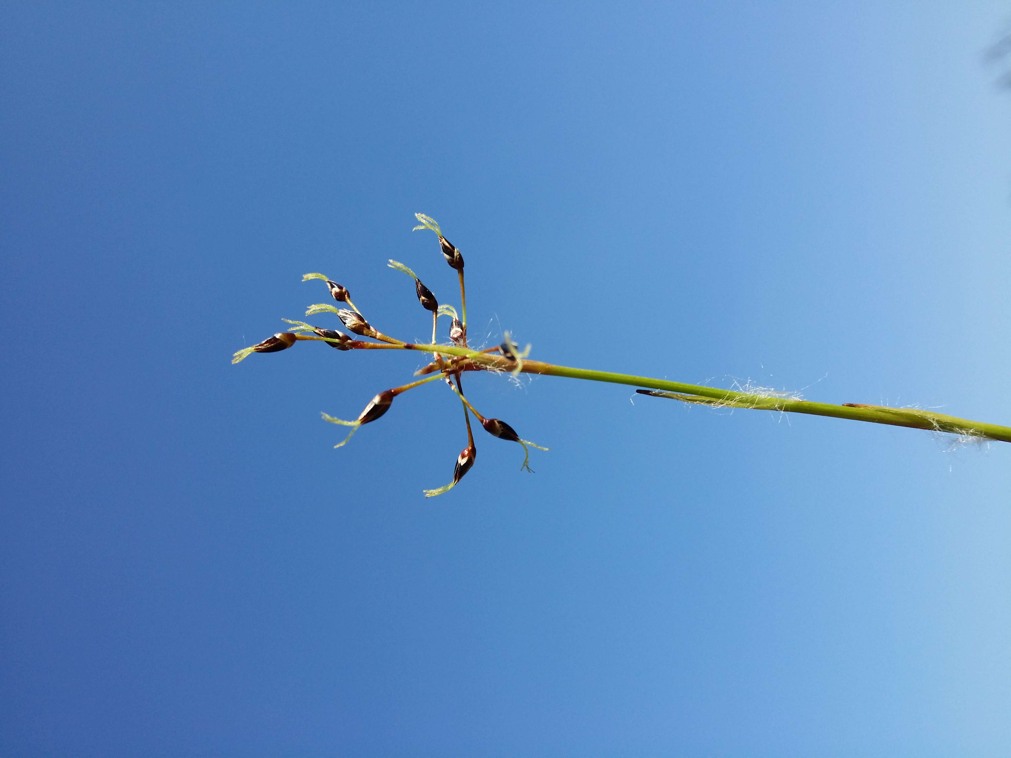 Imagem de Luzula pilosa (L.) Willd.