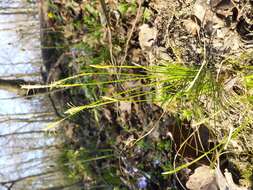 Image de Carex alba Scop.