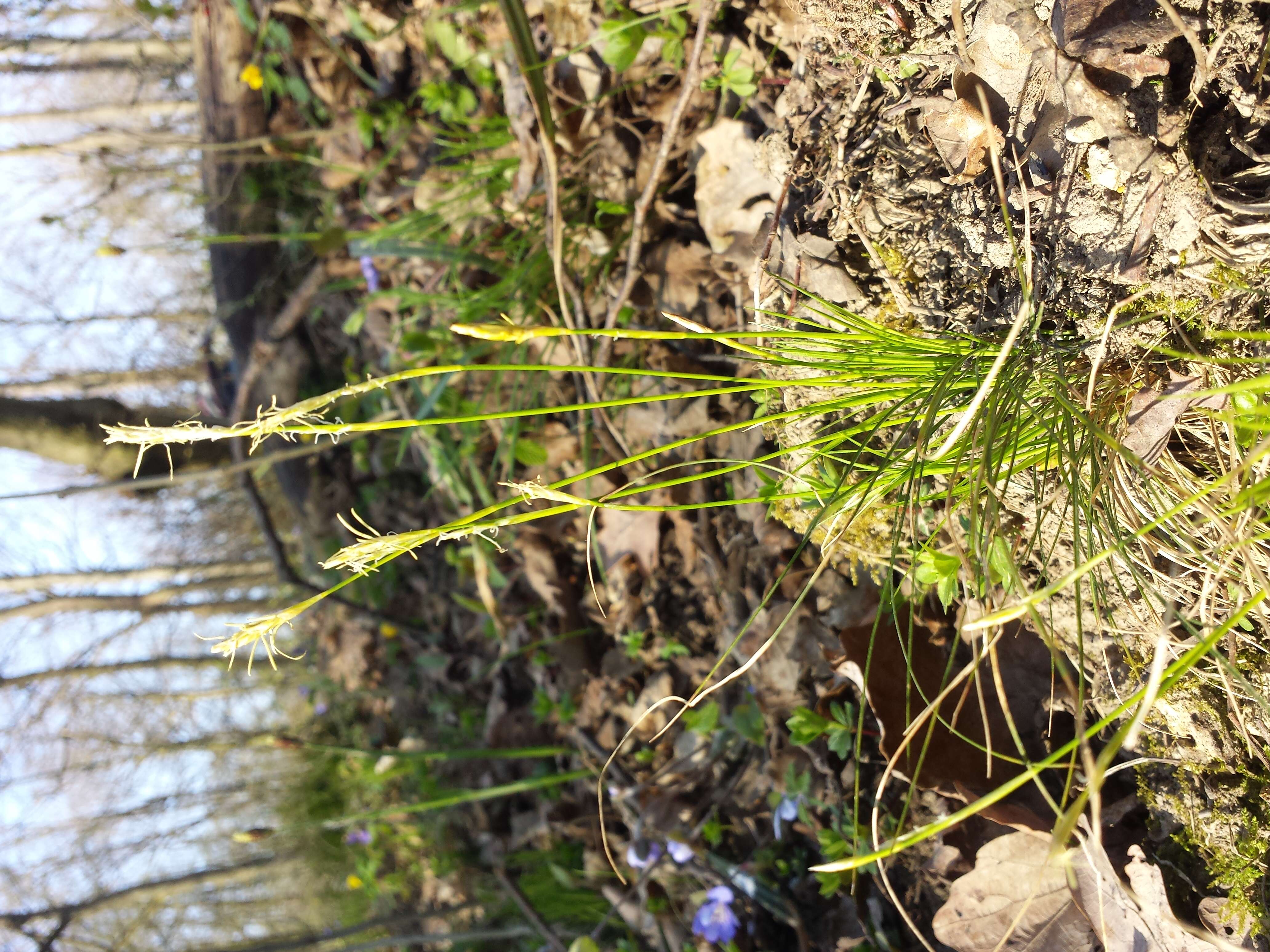 Image de Carex alba Scop.