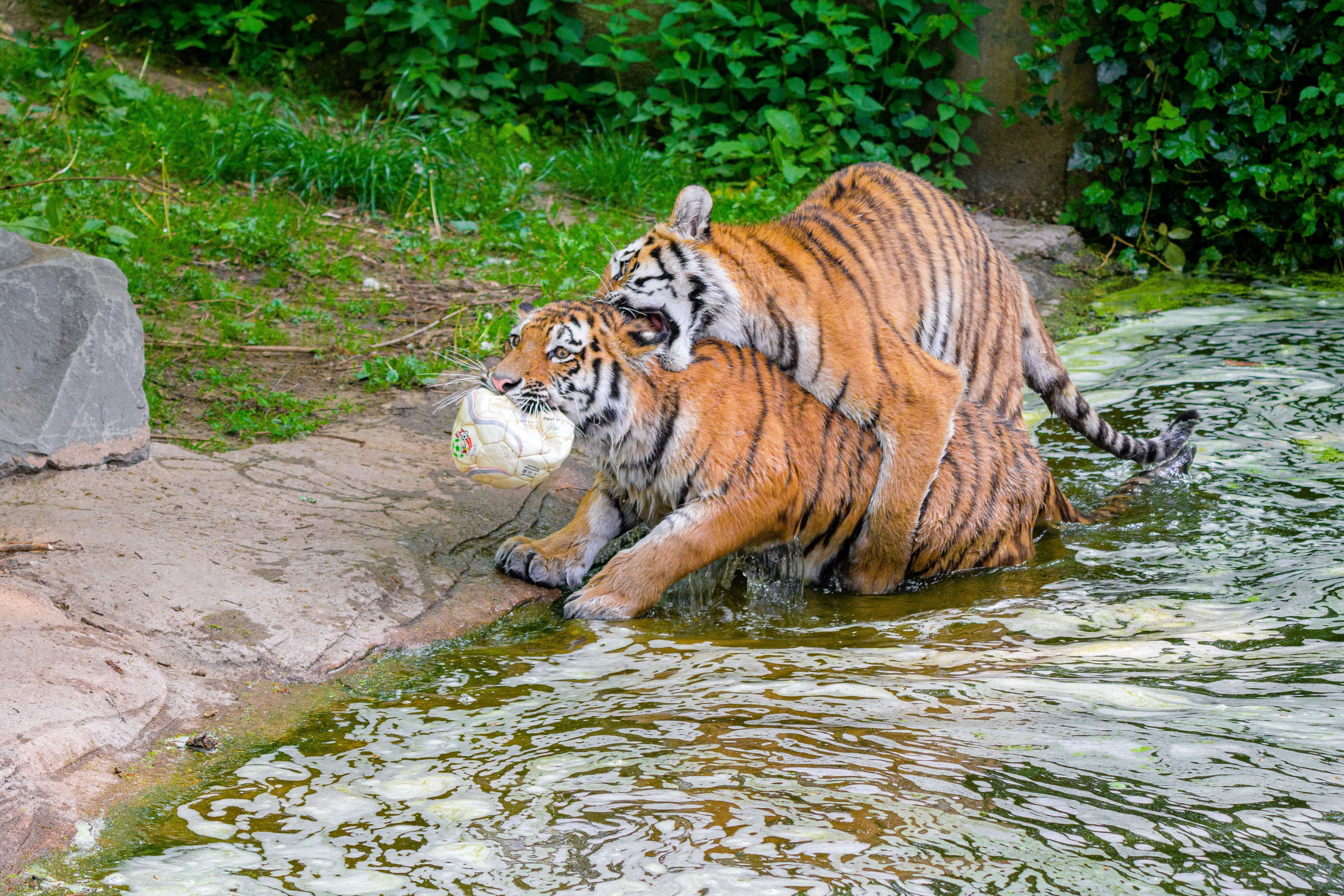 Image de tigre du Bengale