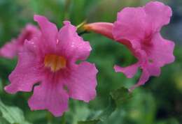 Image of Incarvillea delavayi Bureau & Franch.